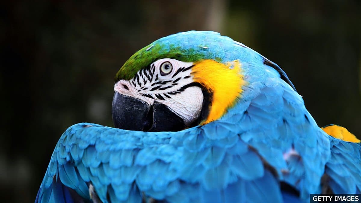 The English We Speak / As sick as a parrot